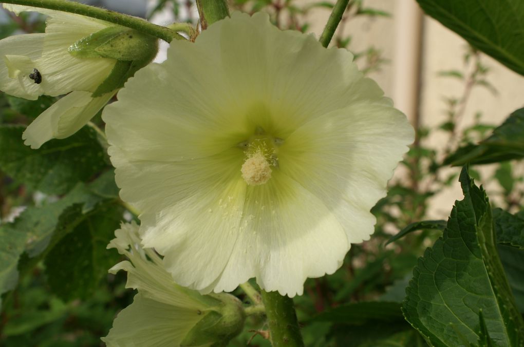 Voici un aperçut des fleurs qui m'entourent 