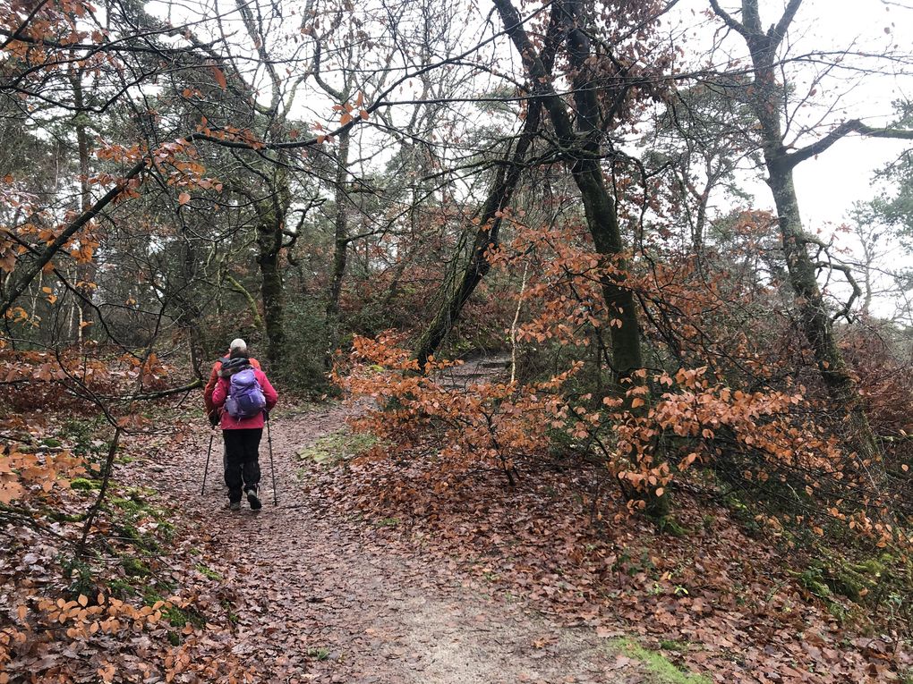 Randonnée de Fontainebleau à Bois-le-Roi, 18,5 km.