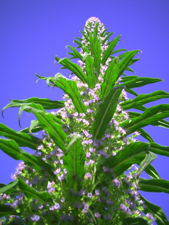 Album - tete d 'echium pininana en floraison