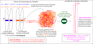 l'ADN partie 1