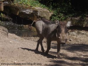 Zwergflusspferd, Warzenschwein, Nasenbär, Brillenpinguin, Zebras, Tahre, Panzernashorn