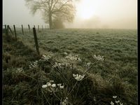  Brouillard givrant sur le pays de Bray