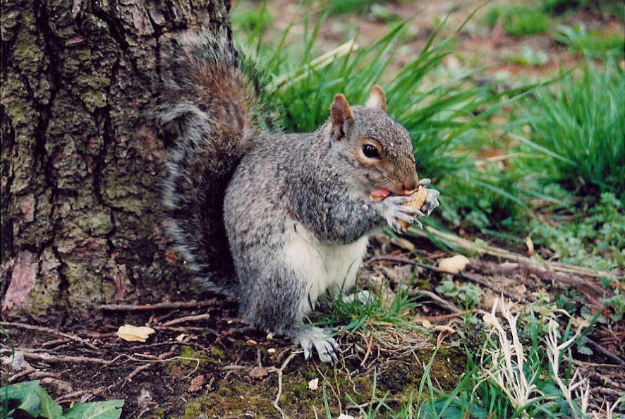 Album - Squirrel---Chipmunk