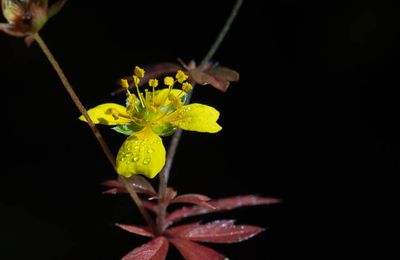 La Potentille dressée, Potentille tormentille, Tormentille (Potentilla erecta) 