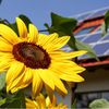 10 Plus Belles Variétés De Tournesol: Comment Les Cultiver?