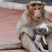 Un chiot adopté et protégé par un singe comme s'il était son petit