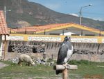 L'AIGLE CAPTIF DU CANYON DE COLCA