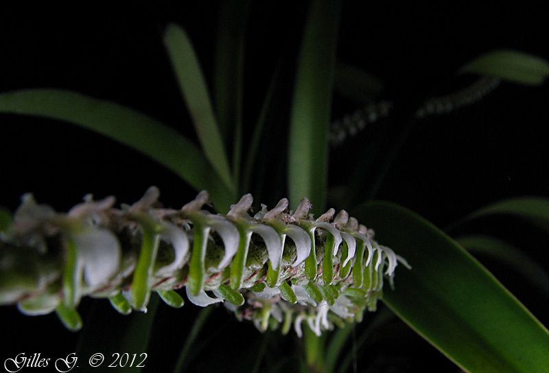 D'autres orchidées africaines ou des Mascareignes en plus de mes Aerangis.