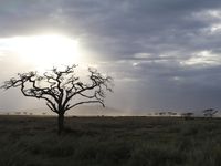 Serengeti - secteur de Seronera (3)