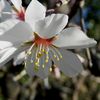 A Malras les amandiers sont en fleur en cette fin février