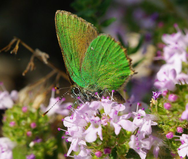 Album - Macro-Papillons