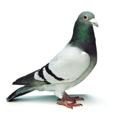 Tous les pigeons s’appellent Norbert, 24