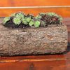Sukkulenten im Holzstück und weitere Herbstdekoration