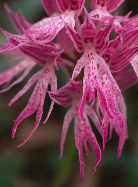 L'Orchis Italica, L'orchidée de l'homme nu, Fleur rare et particulière