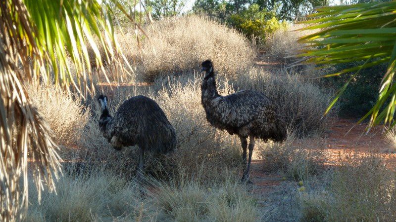 King Canyon - Mount Olga - Ayers Rock