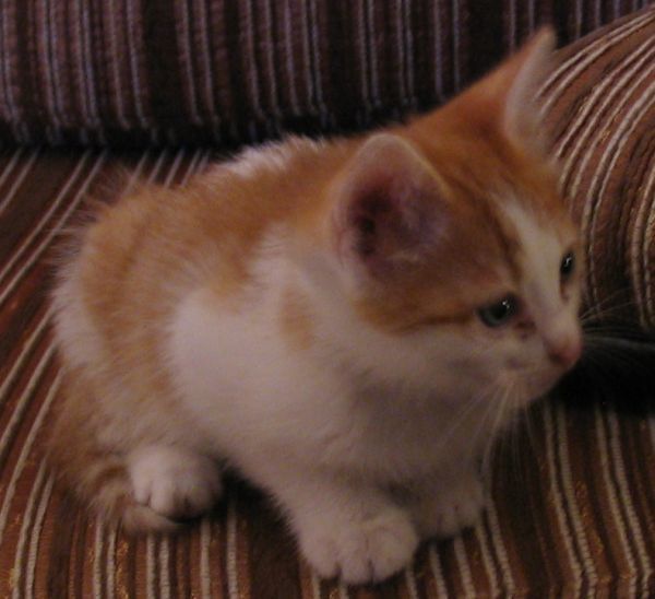 Le petit chaton recueilli dans les poubelles et vite habitué à une vie de luxe et de croquettes à volonté...