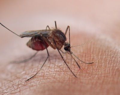 Malaria (PALUDISME)