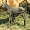 Cheval sans poil dans la race Akhal Téké