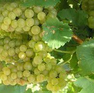 #White Table Wine Producers Massachusetts Vineyards