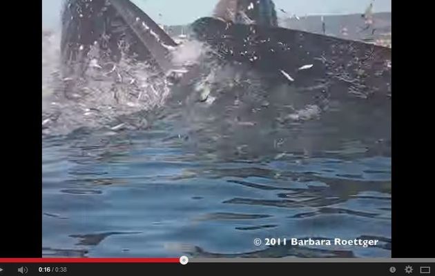 VIDEO - une surfeuse surprise par une baleine