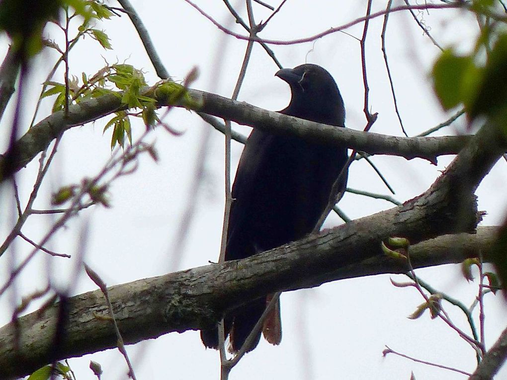 Louisiane, Cameron, Abbeville, Lac Martin, Thibodaux, Segnette State Park, 