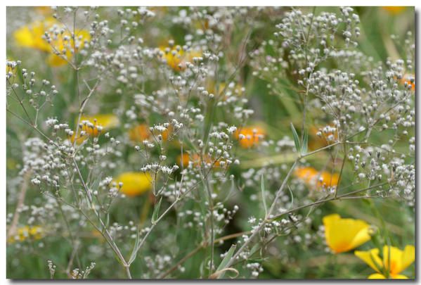 Album - photos-de-fleurs