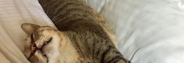 Meow