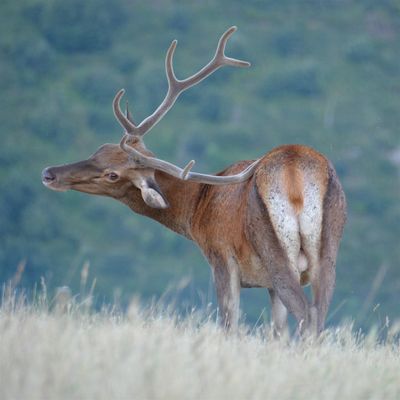 La Lozère : Une échappée Nature qui fait du bien...
