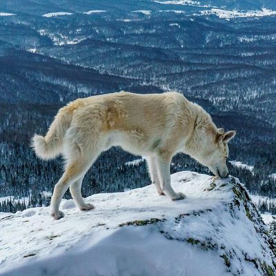 la chronique de l'honnête sorcier