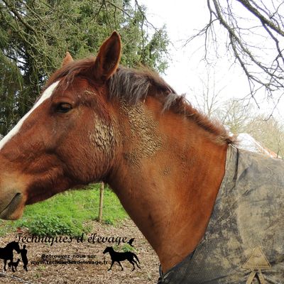 Journée Nutrition Equine à St Mars de Coutais (Loire-Atlantique 44)