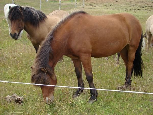 Faune sauvage et domestique et flore d'Islande.