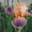 LE JARDIN DES IRIS DU BARRY, pour les personnes qui aiment les iris ,le jardinage,les fleurs et autres...Si vous venez par un article de Facebook,pour voir l'ensemble du blog,cliquez sur LE JARDIN DES IRIS DU BARRY
