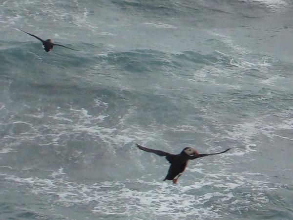 Faune sauvage et domestique et flore d'Islande.