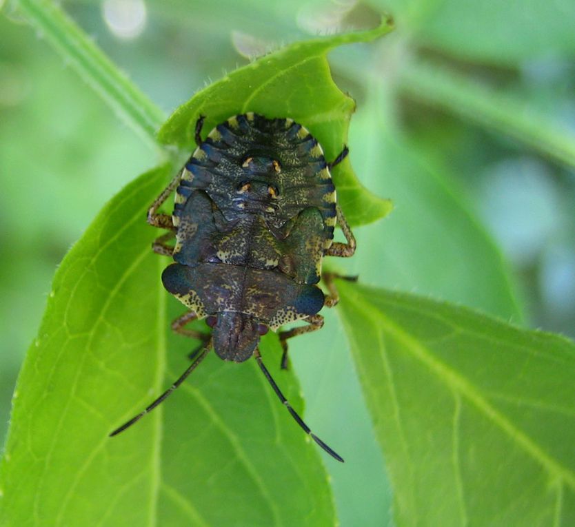 Album - Pentatomidae