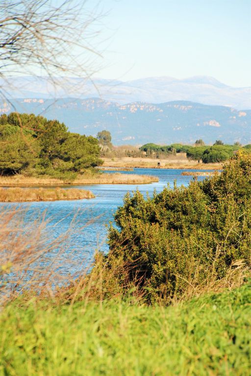 Etangs de Villepey( Fréjus, St Aygulf ) Var .  Balades d'ici et d'ailleurs 