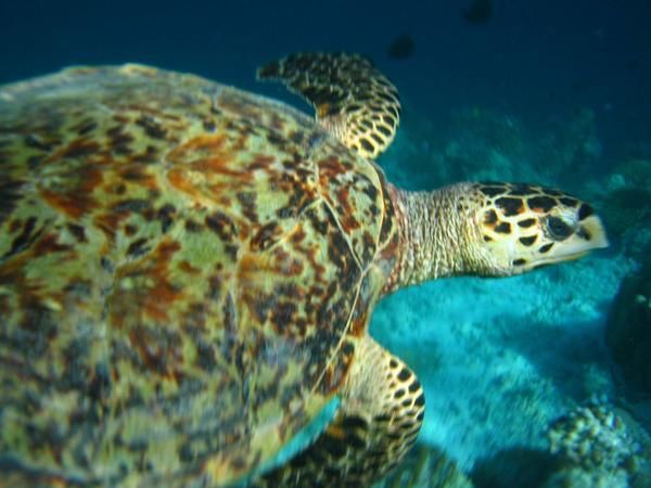 Fihalhohi, une ile des Maldives