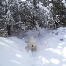 Randonnée au Cougoir (1221m) avec 1m de neige