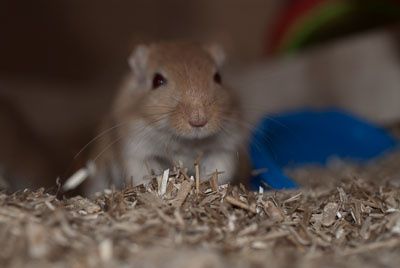 Petite photo de mes animaux : les trois chats; Chaussette (et ses trois chatons), Chabichou et Cacao, mon petit toutou; Nushka, mon cochon d'inde; Bimbo tout plein de poiles (ou Rodney) et enfin les gerbilles d'Elsa; Caramel et Chacolat.