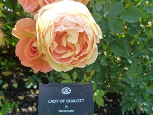 'Lady of Shalott' un rosier David Austin, à jolie tenue et couleur dorée,