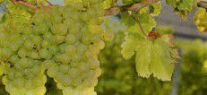 #White Blend Wine Producers Central Coast California Vineyards 