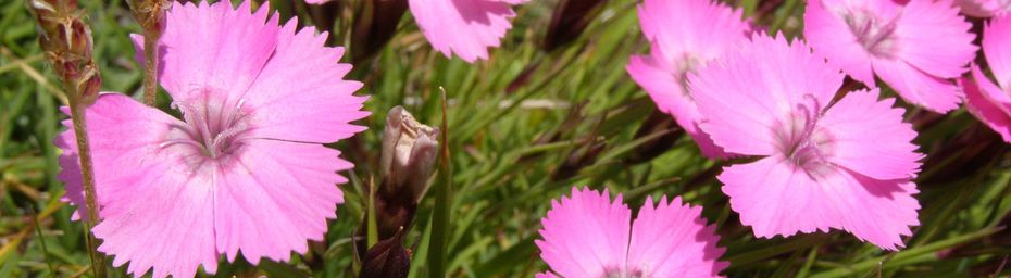 EPILOBE et OEILLET - rose pastel des alpages des ALPES MEDIANES et du SUD