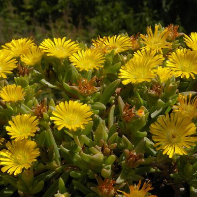 221 - Delosperma WoW Yellow Wonder 