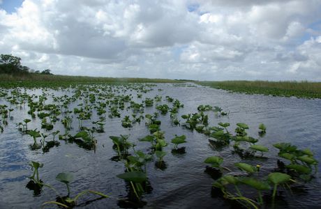 Parc national des Everglades (Etats-Unis) # Site naturel