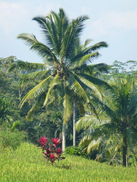 Album - Indonesie