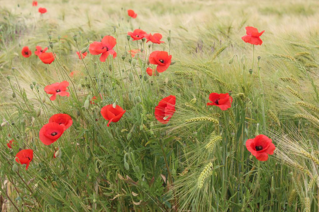 Album - les-coquelicots