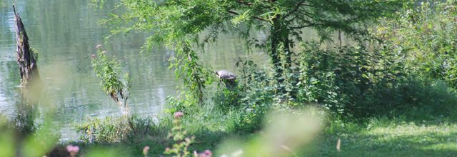 une tortue dans notre lac de midi-pyrenees