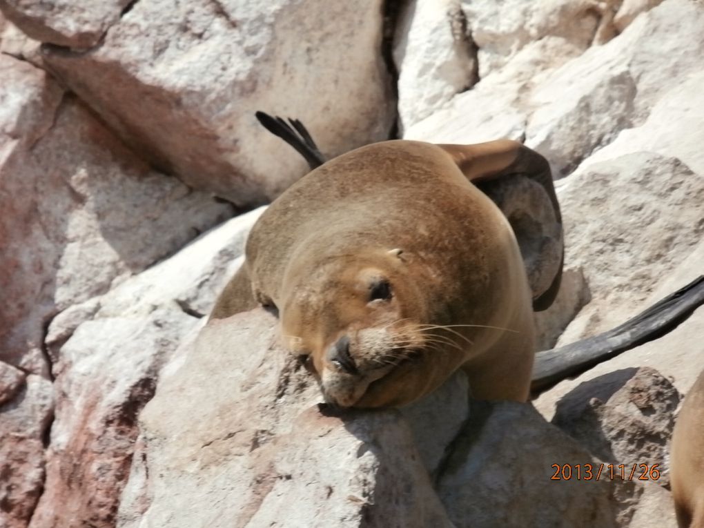 paracas-ballestas-huacachani-arequipa