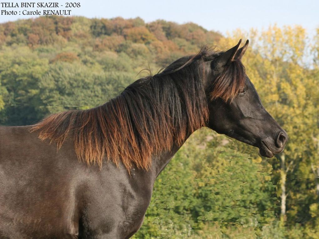 TELLA BINT SKAZIR, pouliche arabe noire homozygote née en 2007.
Née chez Acantharat Arabians, elle a rejoint notre cheptel et sera future poulinière et elle sera mise également au travail.