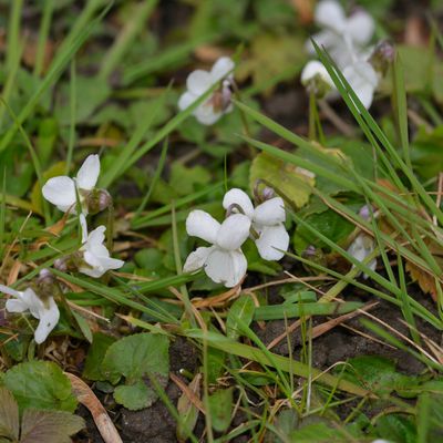 Viola alba ...