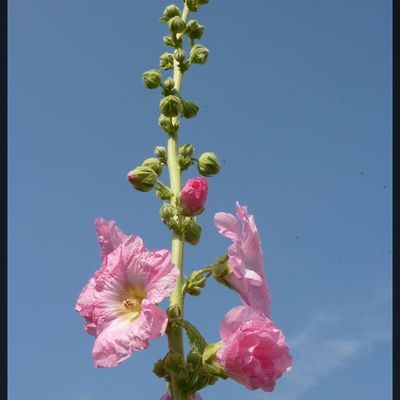 Alcea rosea, rose trémière